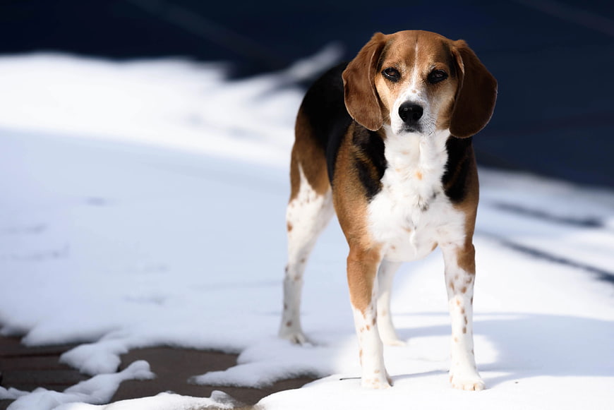 Beagle Standing in Snow on Sunny Winter Day