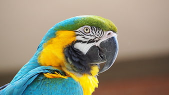 Close-up portrait of a blue and gold macaw parrot