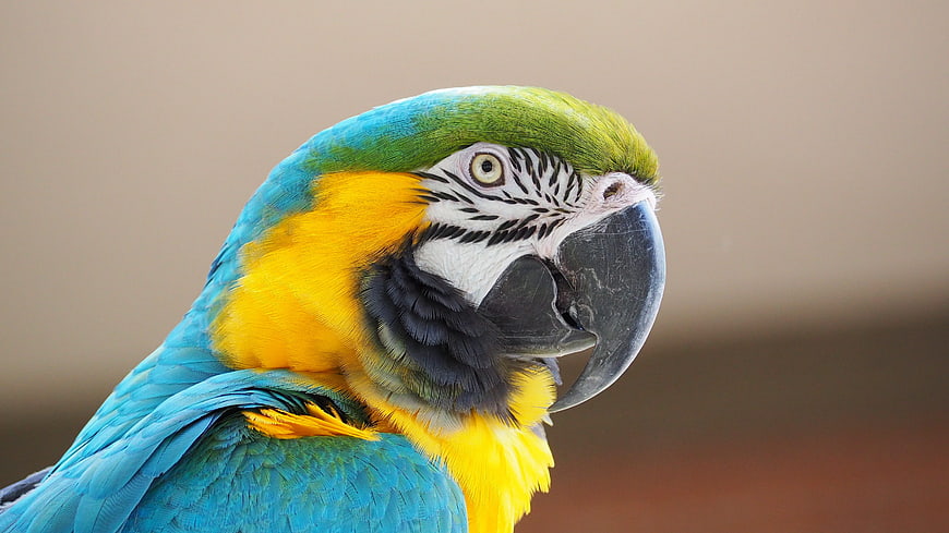 Close-up portrait of a blue and gold macaw parrot