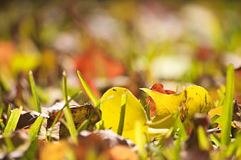 Close-up of yellow autumn leaves on green grass