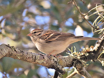 Chipping Sparrow Perched on Lichen-Covered Tree Branch