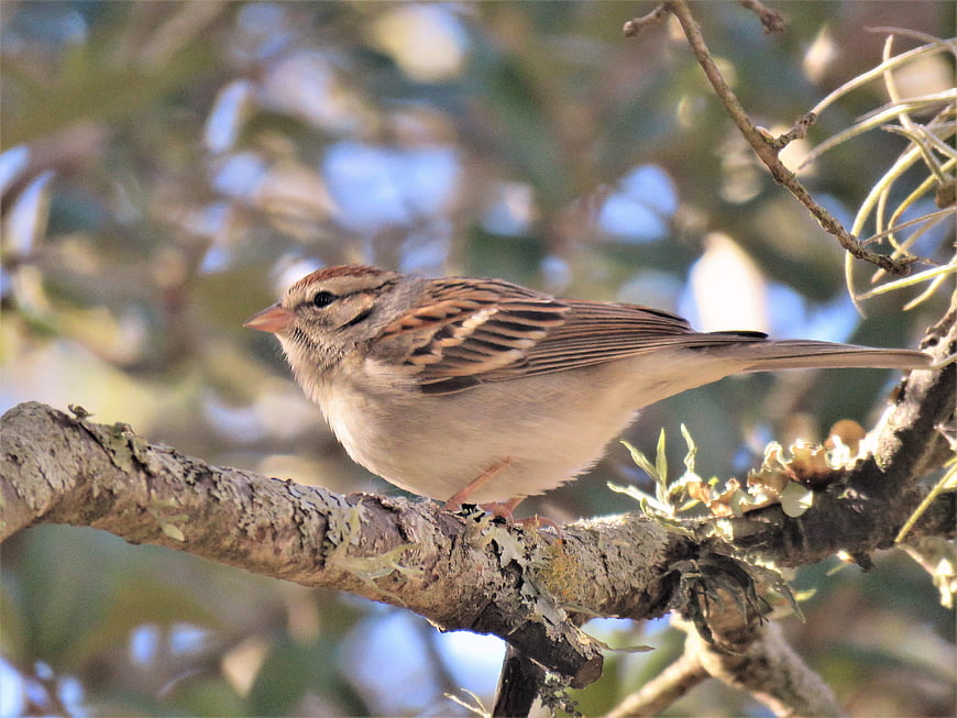 Chipping Sparrow Perched on Lichen-Covered Tree Branch