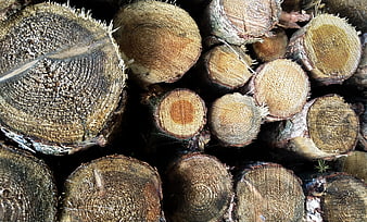 Close-up of stacked cut timber logs with wood grain texture