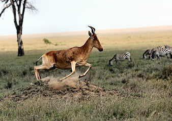Hartebeest Running in African Savanna with Zebras