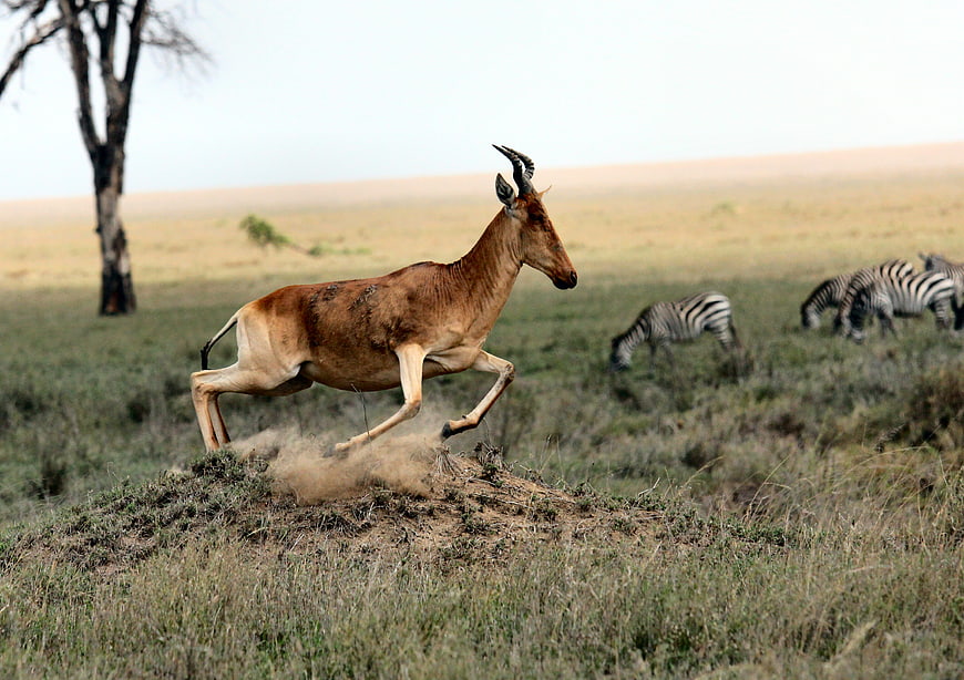 Hartebeest Running in African Savanna with Zebras