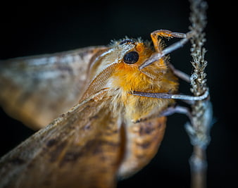 Macro photography of a fuzzy orange moth on a twig