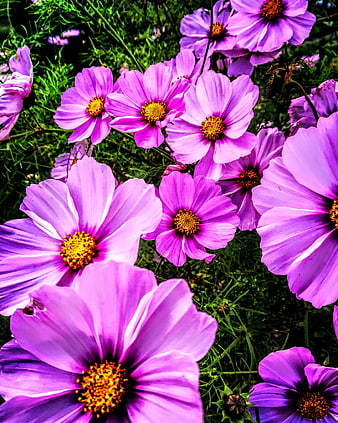 Vibrant Purple Cosmos Flowers in a Garden