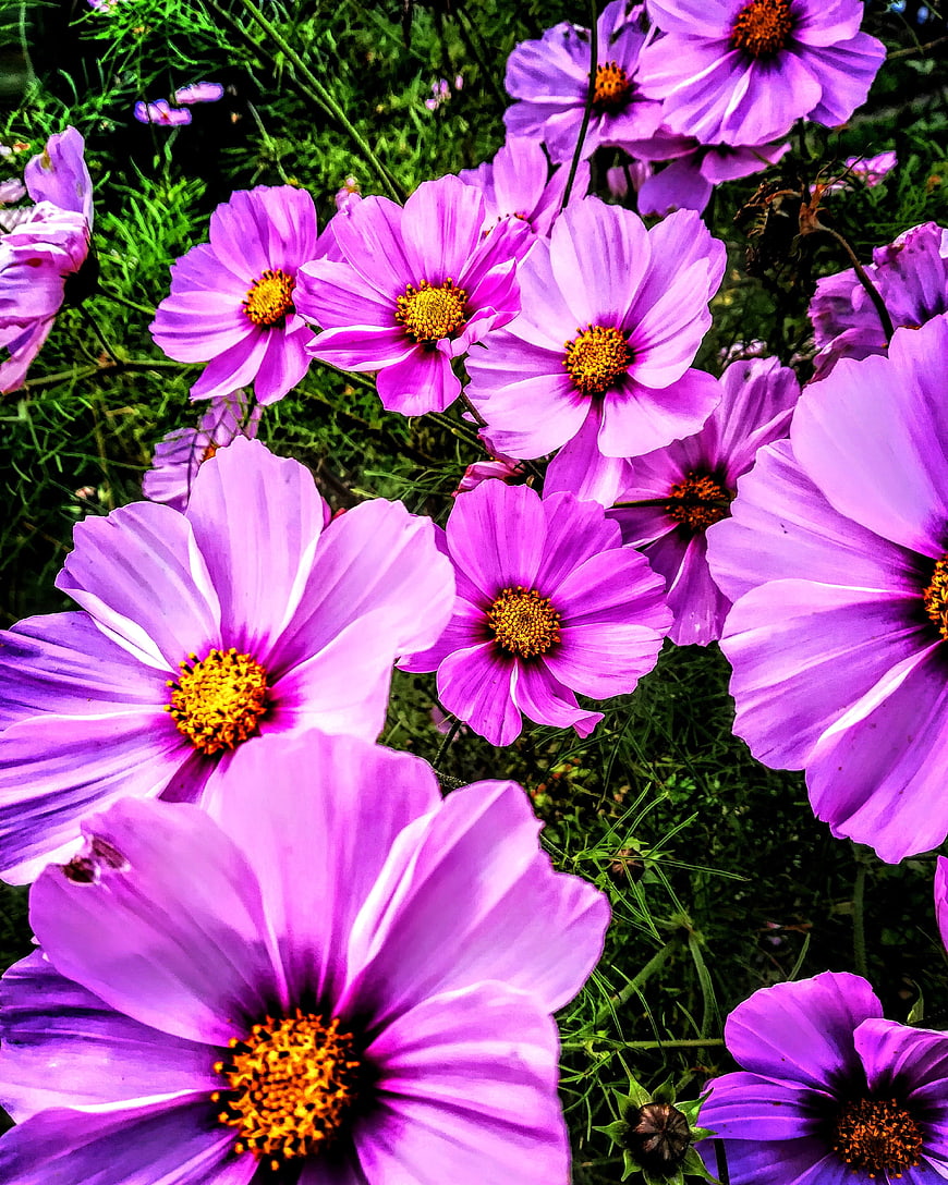 Vibrant Purple Cosmos Flowers in a Garden