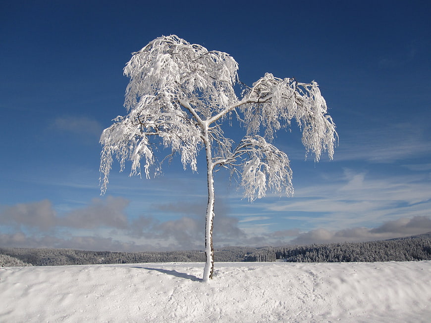 Lone Snow-Covered Birch Tree in Winter Landscape