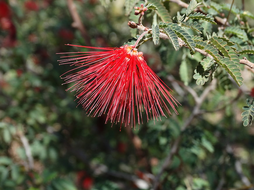 Close-up of vibrant red mimosa flower on branch