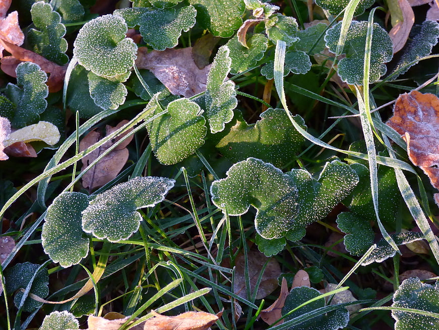 Close-up of frost-covered green leaves and grass in autumn