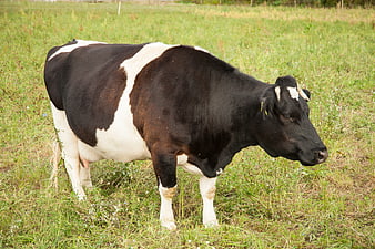 Black and white cow standing in green summer pasture