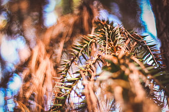 Abstract motion blur of pine branches and forest foliage