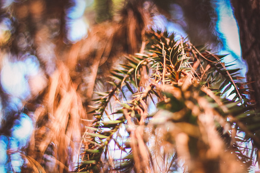 Abstract motion blur of pine branches and forest foliage