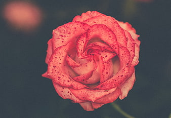 Close-up of a speckled pink rose with dark background