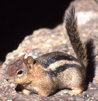 Close-up of a chipmunk on a rock