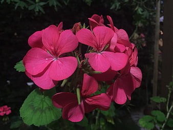 Vibrant Pink Geranium Flowers in Dark Garden Setting