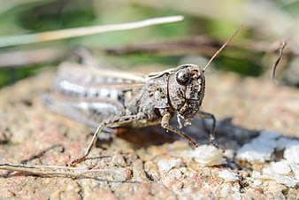 Macro Close-Up of a Grasshopper on Rocky Ground