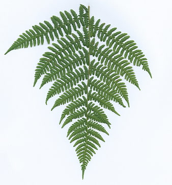 Green fern frond isolated on white background