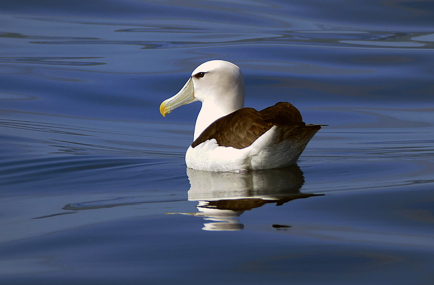 Black-browed Albatross Floating on Calm Blue Water