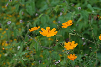 Vibrant orange wildflowers blooming in a lush green meadow