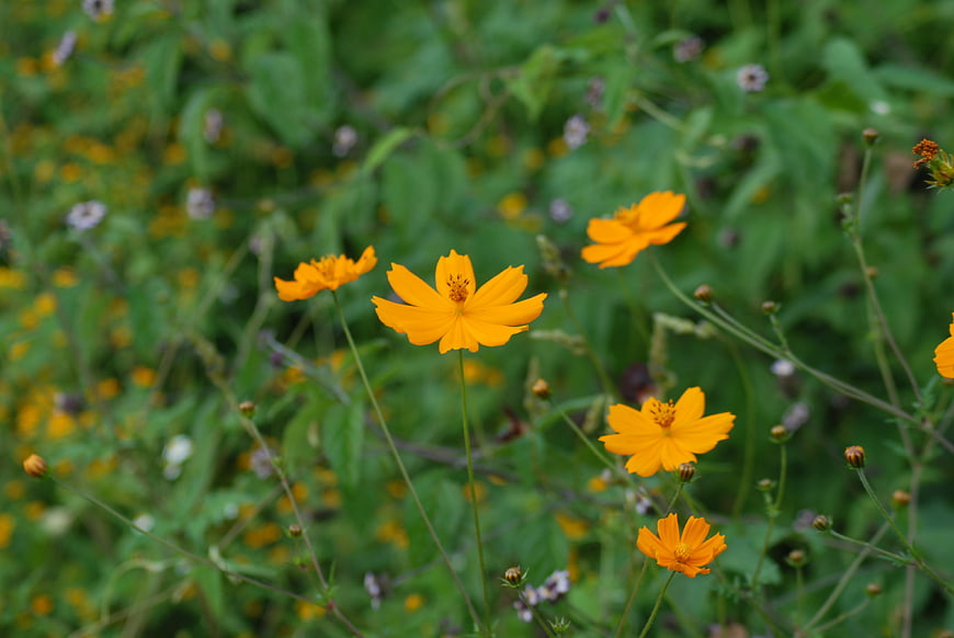 Vibrant orange wildflowers blooming in a lush green meadow