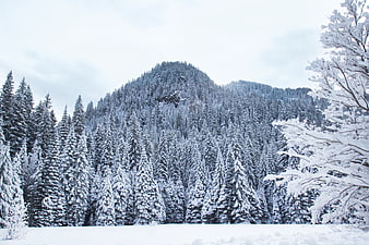 Snow-covered mountain forest landscape in winter