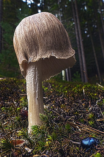 Close-up of a brown mushroom in a mossy forest