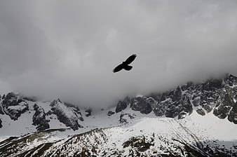 Silhouette of bird flying over snowy mountain peaks