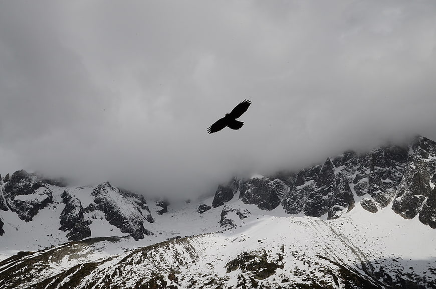 Silhouette of bird flying over snowy mountain peaks