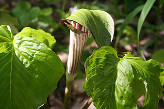 Jack-in-the-Pulpit Wildflower in Spring Woodland