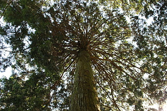 Low angle view of tall tree trunk and canopy in forest