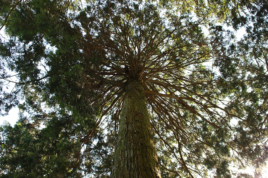 Low angle view of tall tree trunk and canopy in forest