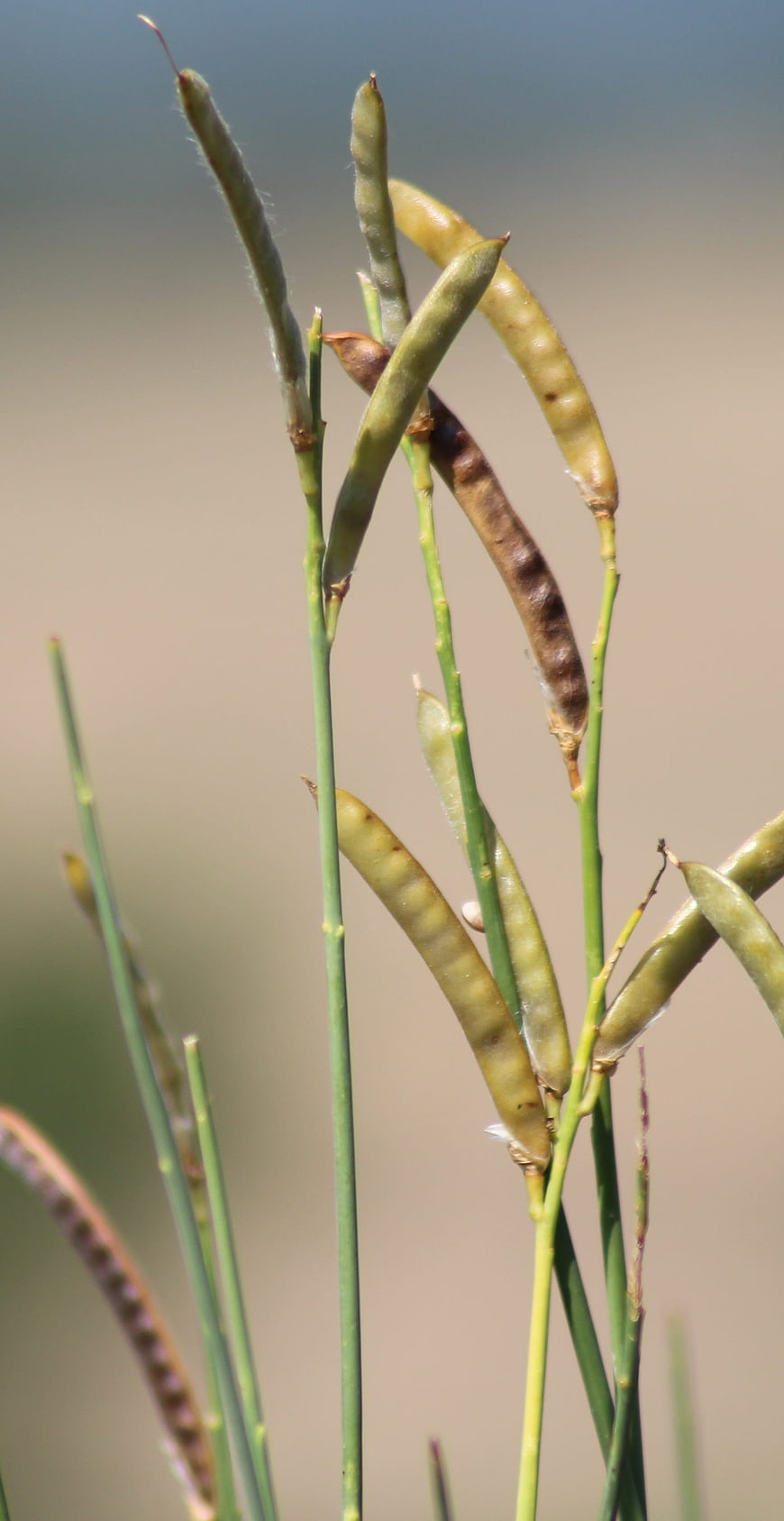 Close-up of green and brown pea pods on stems