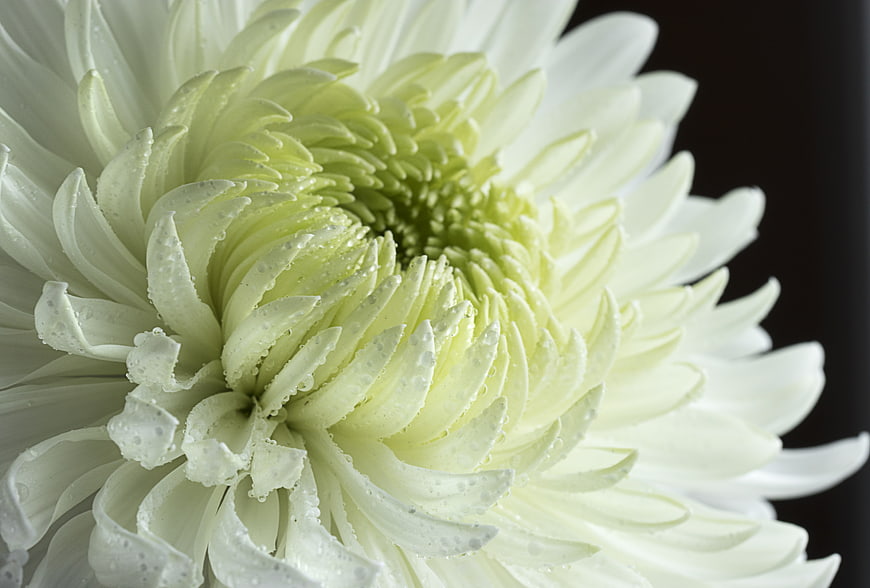 Close-up of white chrysanthemum with water droplets