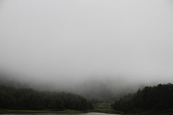 Misty forest landscape with foggy lake and trees