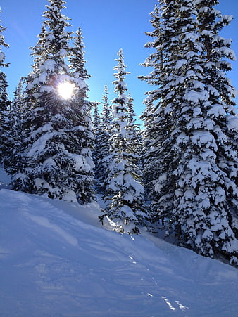 Snow-covered pine trees in winter forest with sun flare