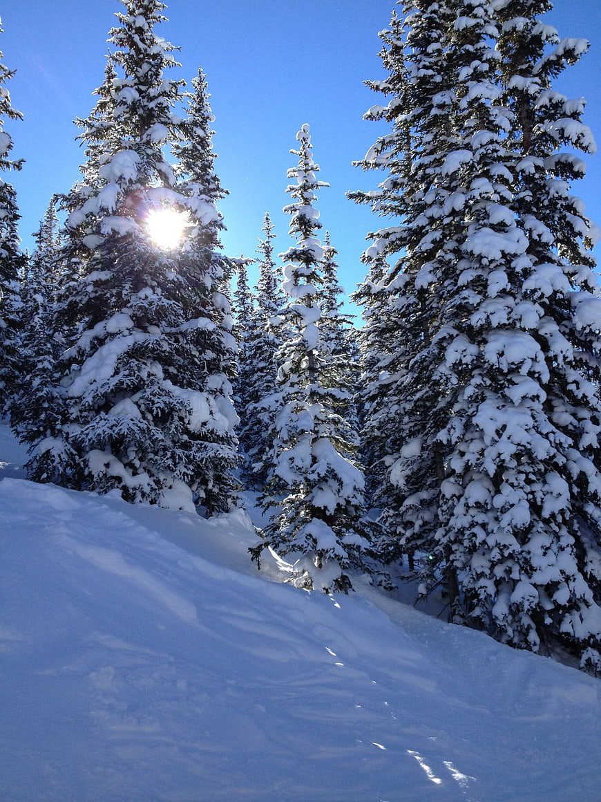 Snow-covered pine trees in winter forest with sun flare