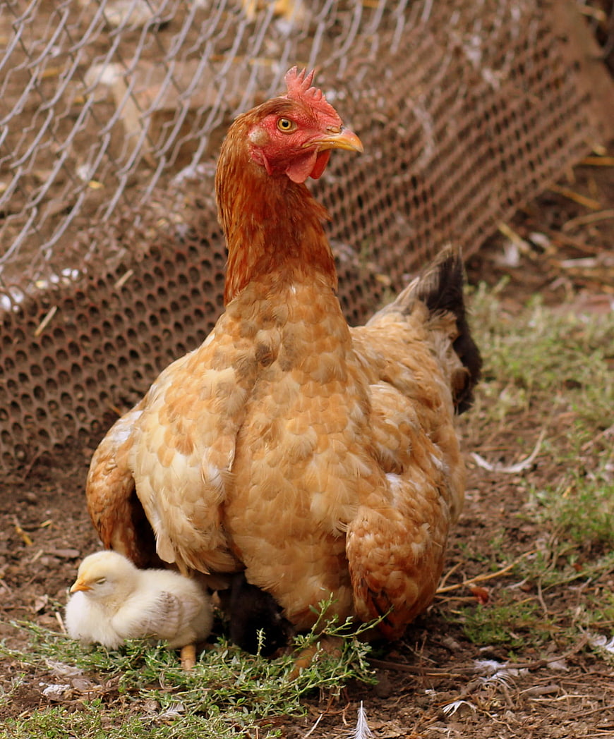 Mother Hen with Chicks in Farmyard