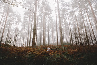 Hiker in misty pine forest with autumn ferns