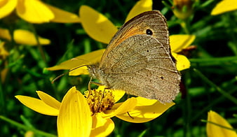 Brown butterfly on yellow flower closeup
