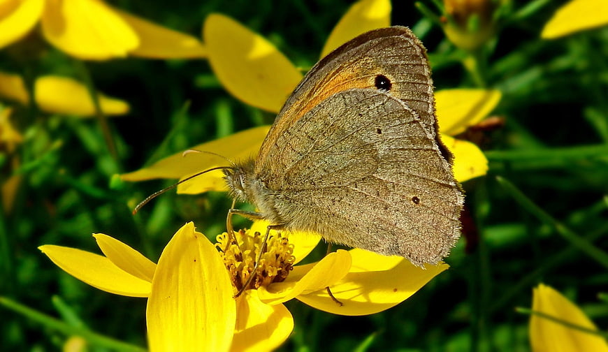 Brown butterfly on yellow flower closeup