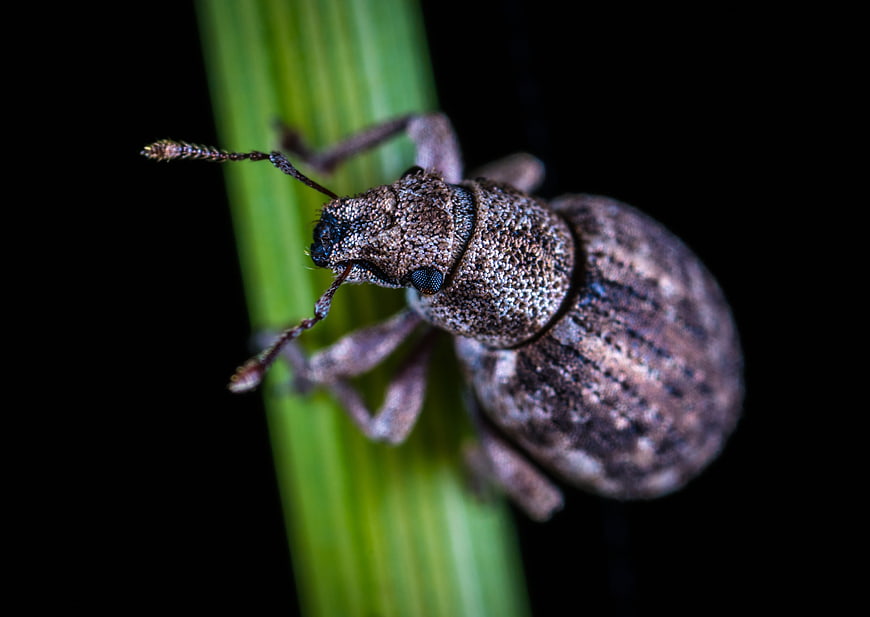 Macro photography of a weevil on a green blade of grass