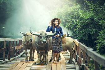 Asian woman in traditional dress leading water buffalo across wooden bridge