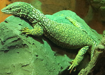 Green Lizard Resting on Rock in Terrarium