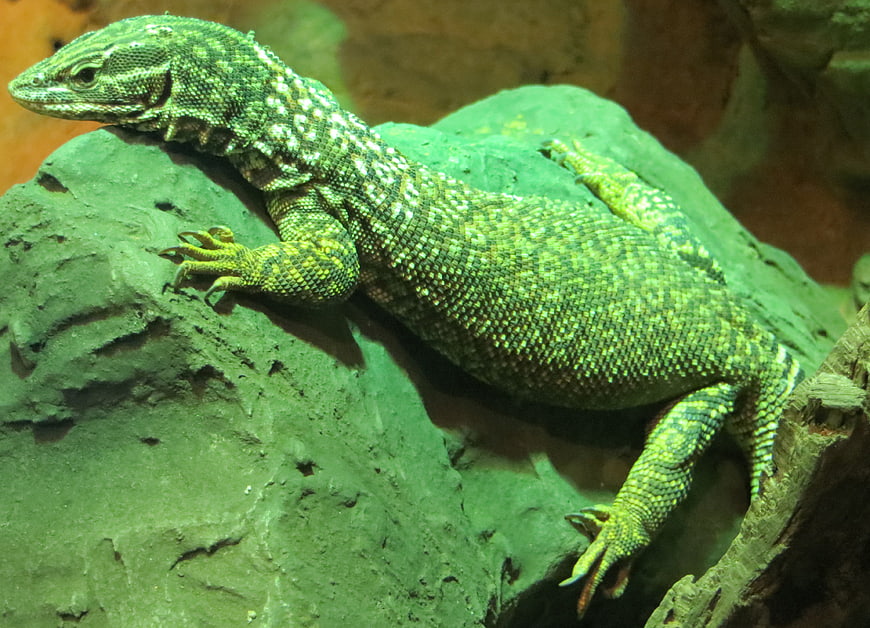 Green Lizard Resting on Rock in Terrarium