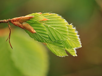 Close-up of fresh green beech leaves sprouting in spring