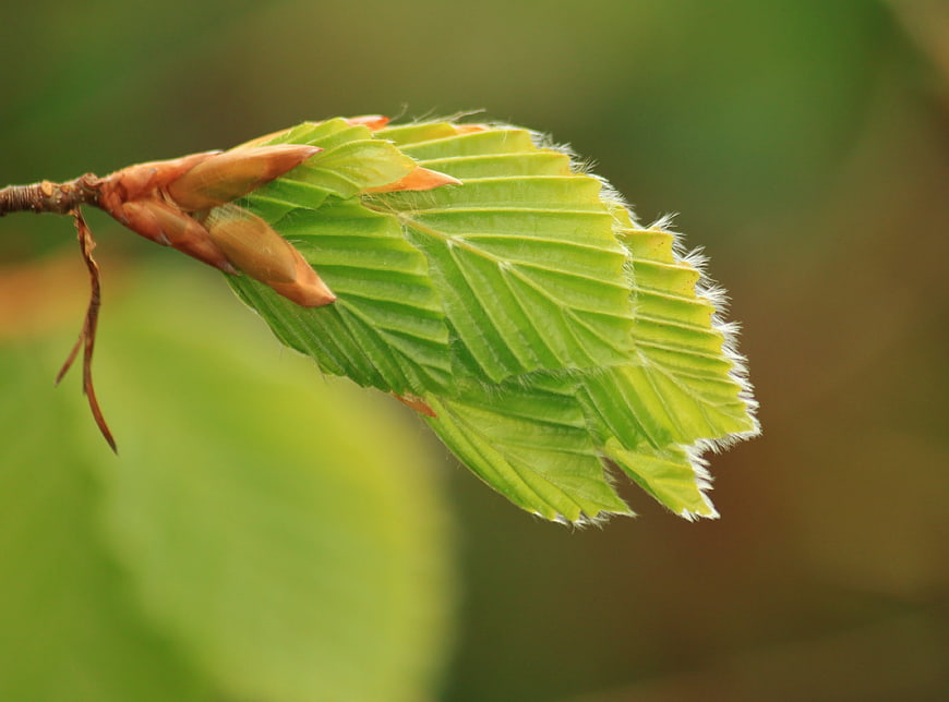 Close-up of fresh green beech leaves sprouting in spring