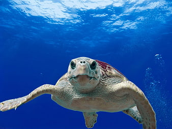 Sea Turtle Swimming Underwater in Blue Ocean