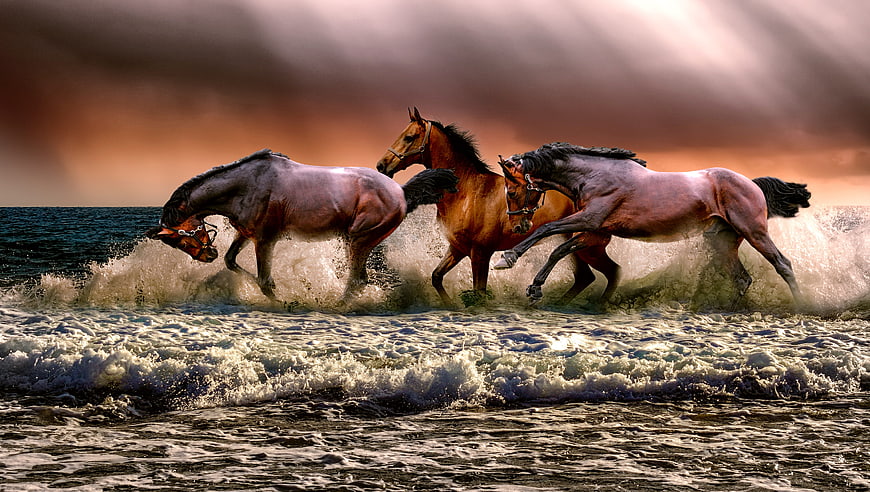 Three Horses Galloping Through Ocean Waves at Sunset